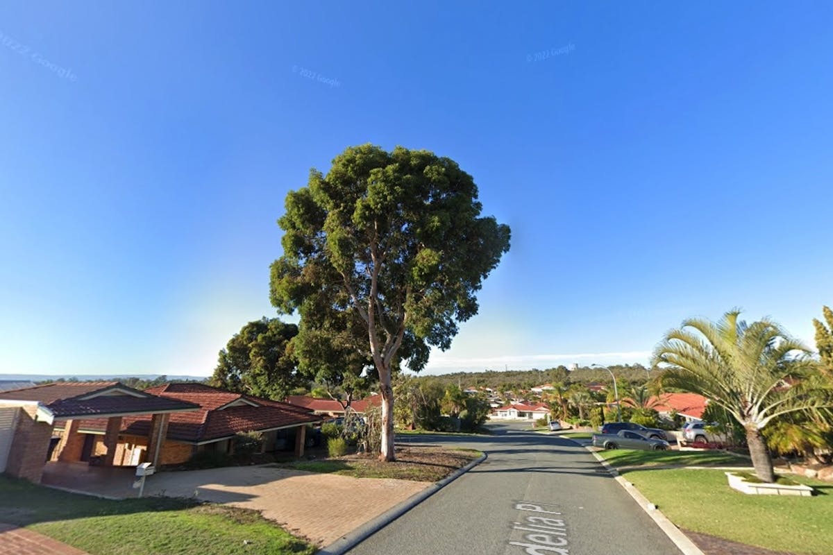 Alexander Heights Gum Tree Removal