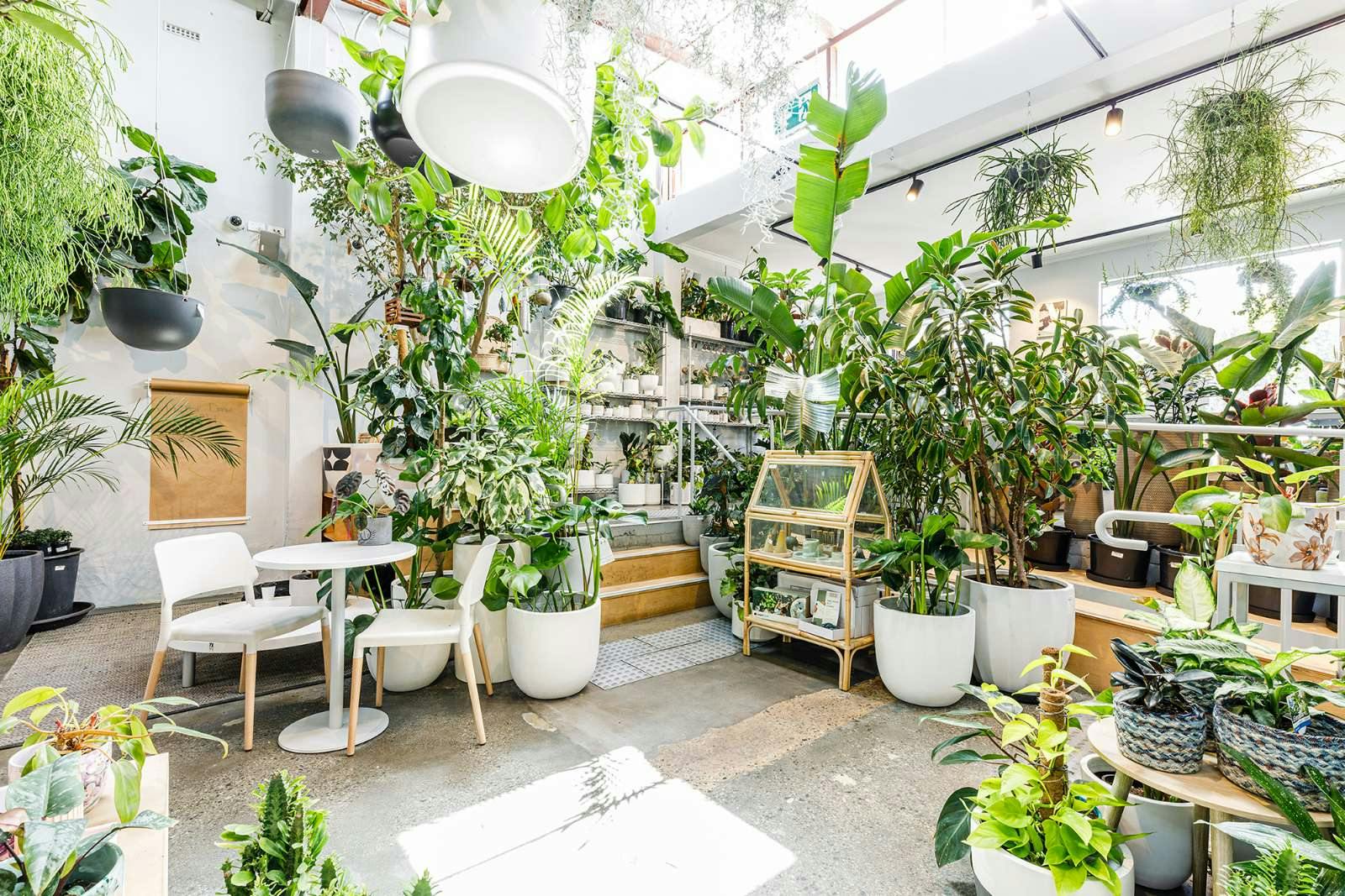 Perth's best indoor plant stores