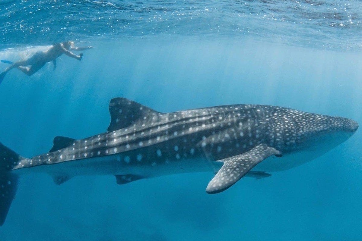 Grab Ya Flippers, The 2021 Whale Shark Season Has Commenced Early At