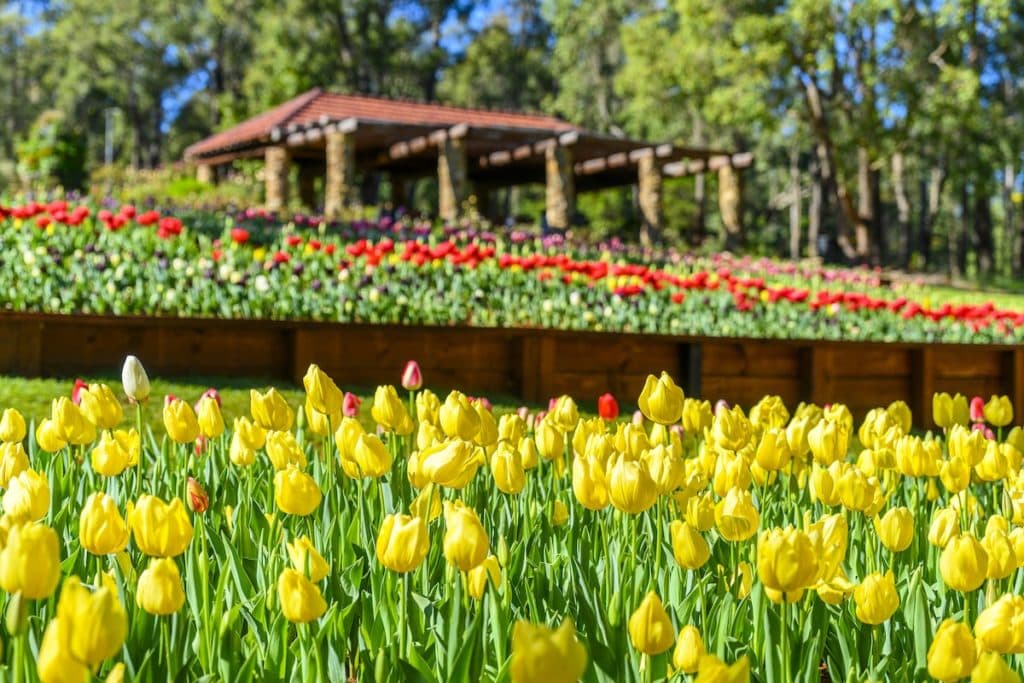 Its Yates Springtime Araluen