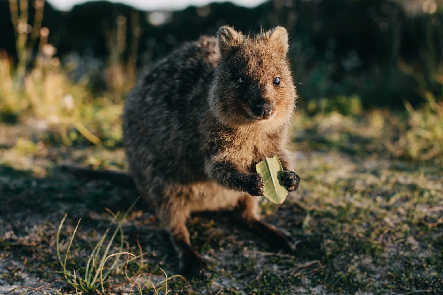 Where to find the best wildlife encounters around Perth - Perth is OK!