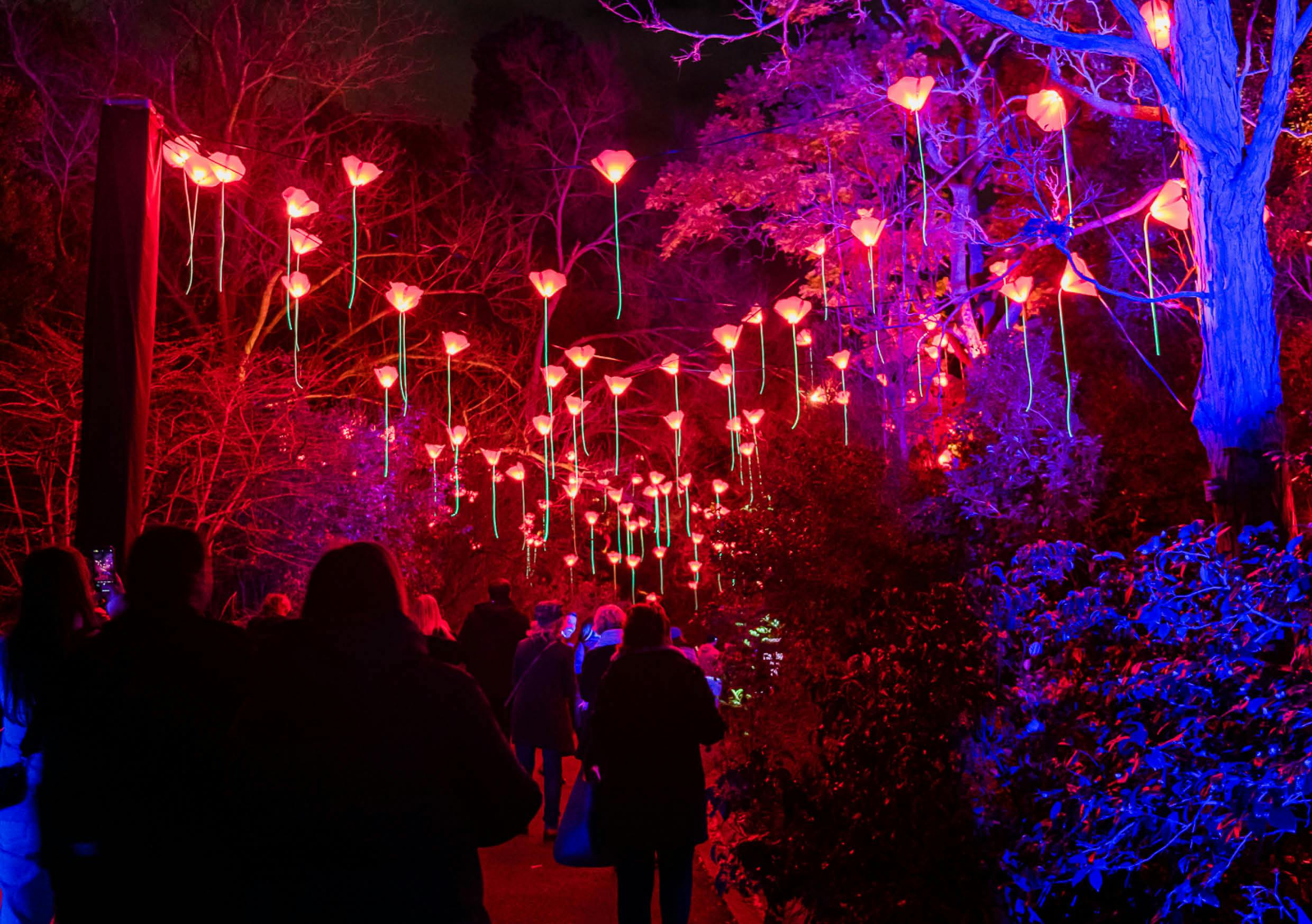 Kings Park to transform into a glowing winter wonderland this June