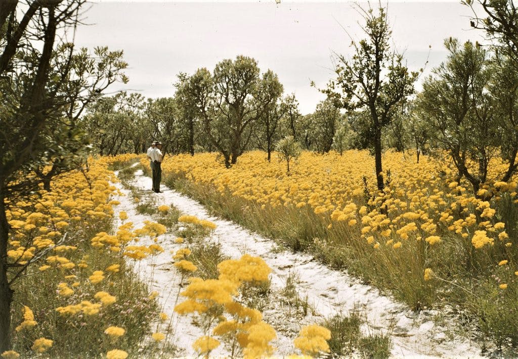 Western Australia Vintage Wildflowers