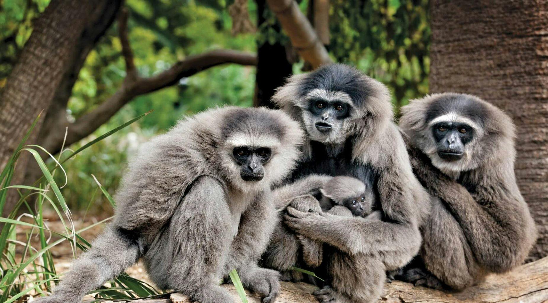 Perth Zoo Gibbon Enclosure Perth Zoo Master Plan