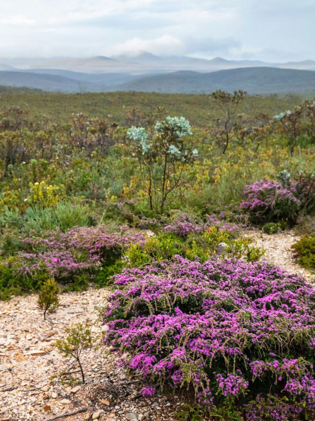 Great Southern Things to do winter wildflowers