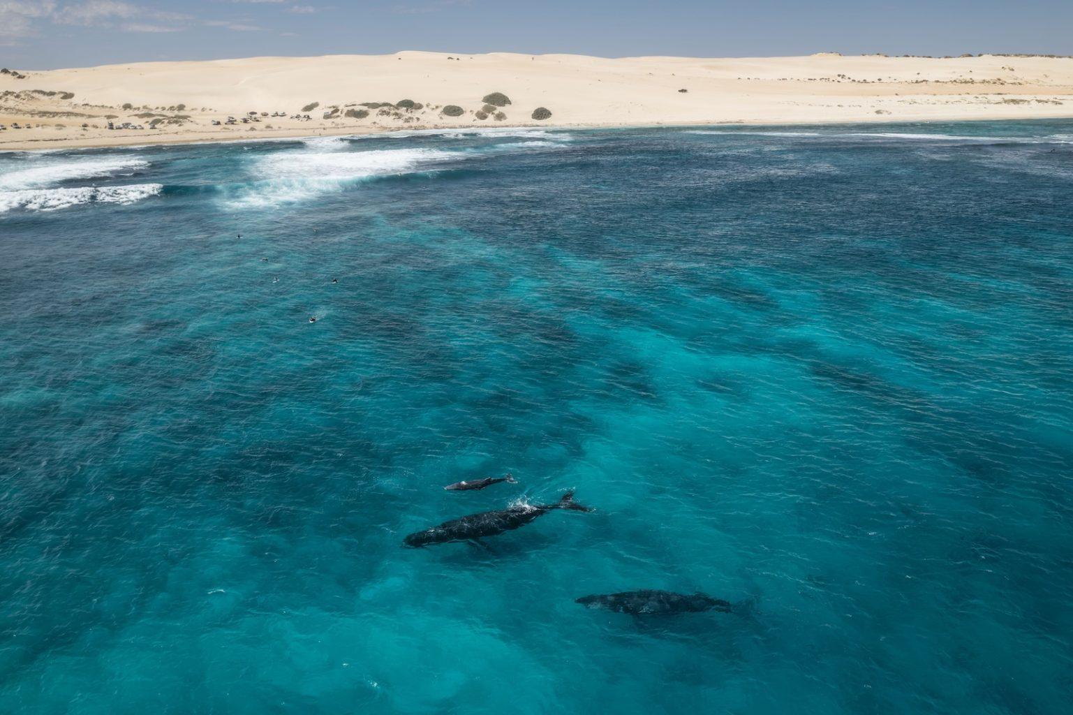 Humpback Whale Season Coral Coast