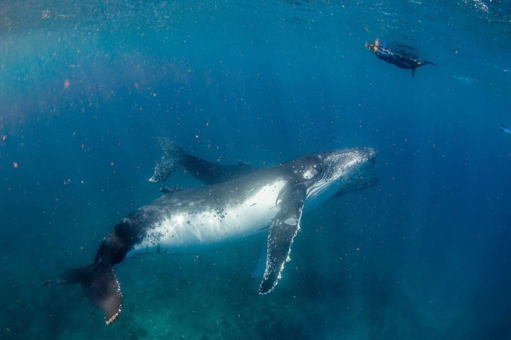 Humpback Whale Season Coral Coast