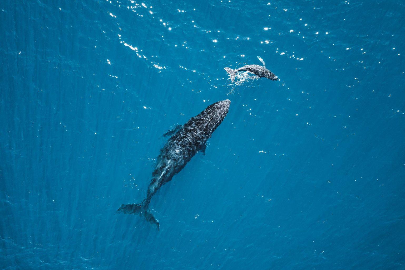 Humpback Whale Season Coral Coast