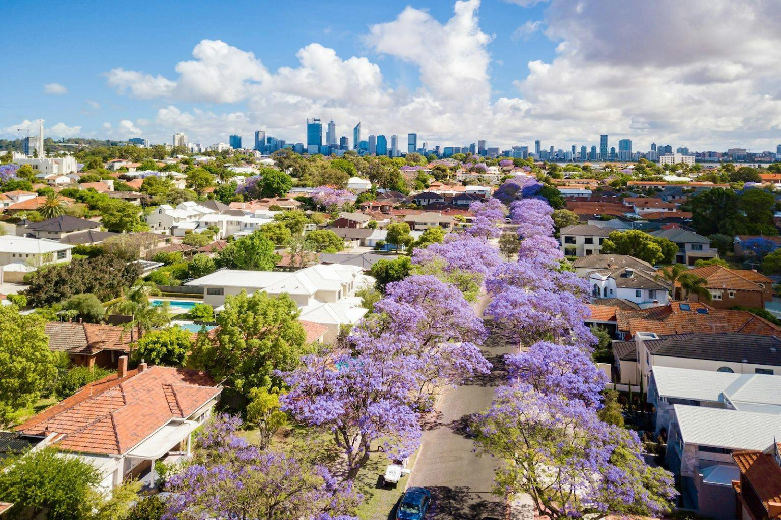 Perth City Jacarandas