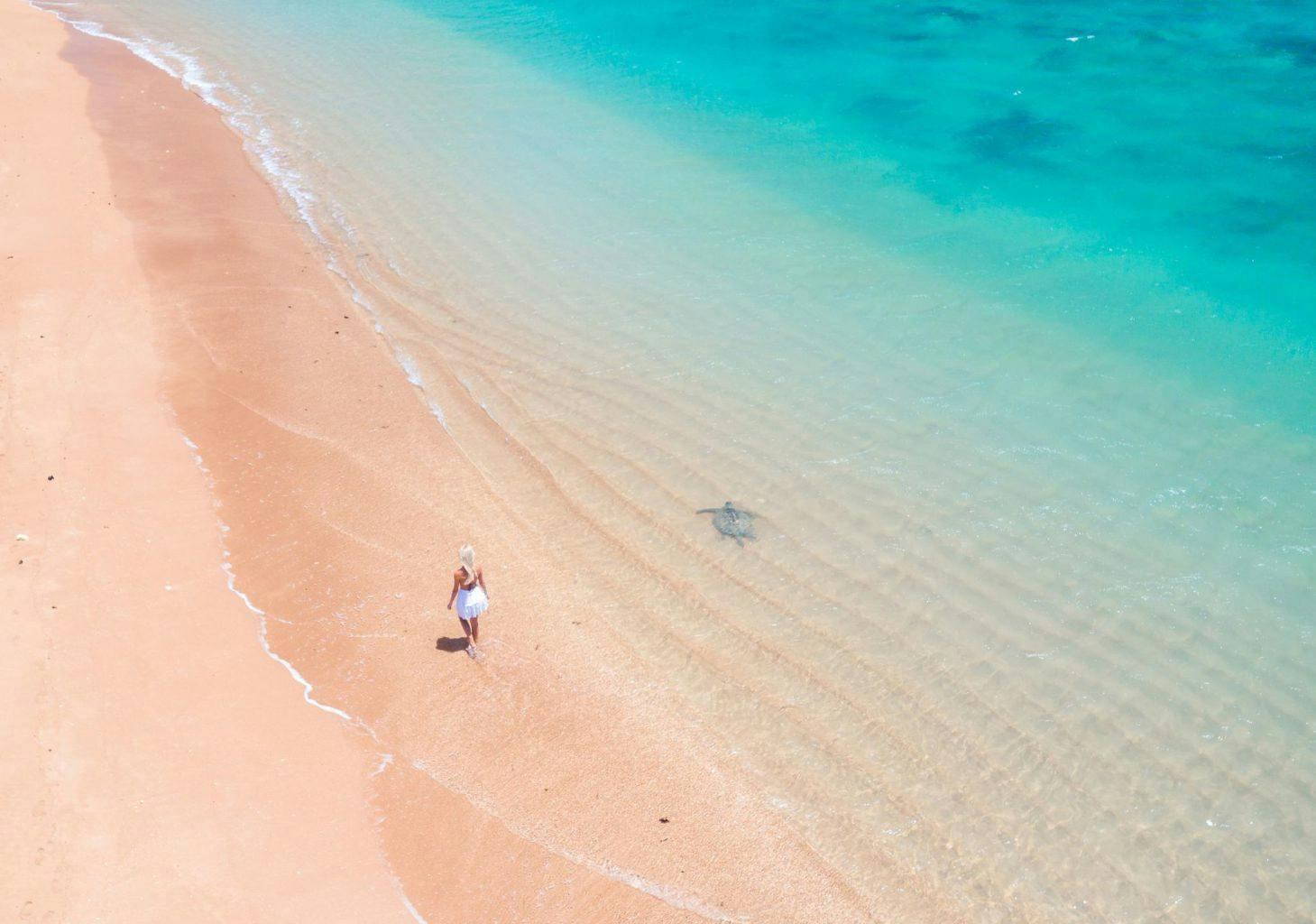 Mackeral Islands Turtle