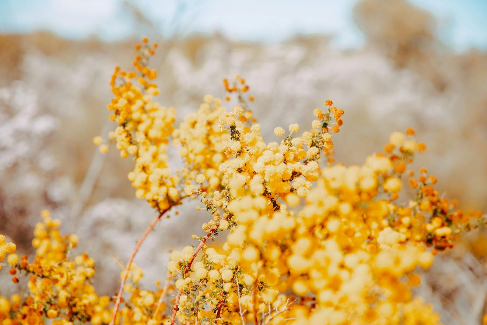 Australia's Coral Coast Wildflower trails