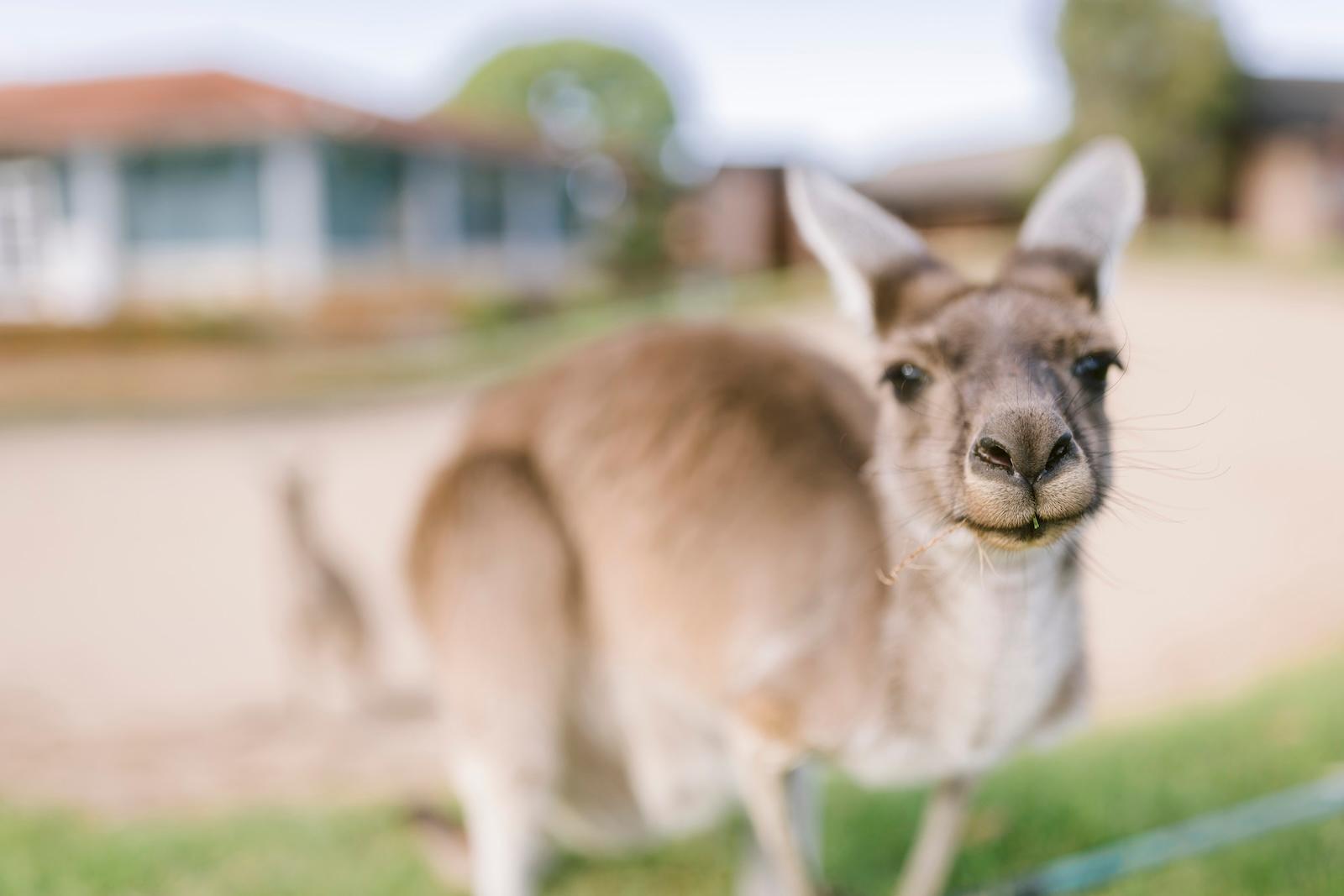 Kangaroo Safari The Vines