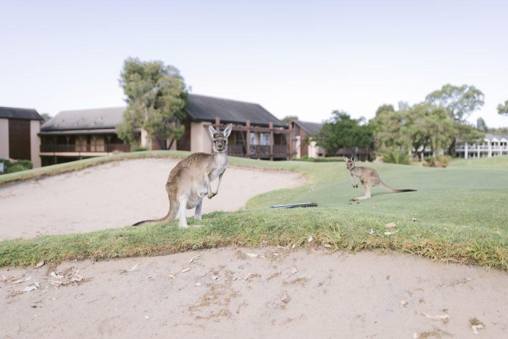 Kangaroo Safari The Vines