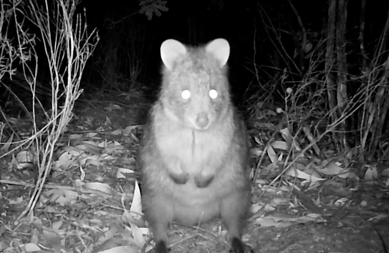 Quokka population discovered in Perth Hills