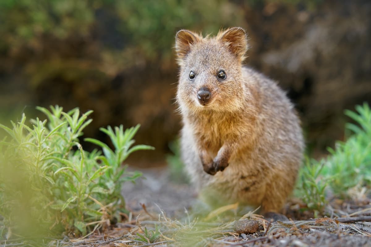 Quokka population discovered in Perth Hills