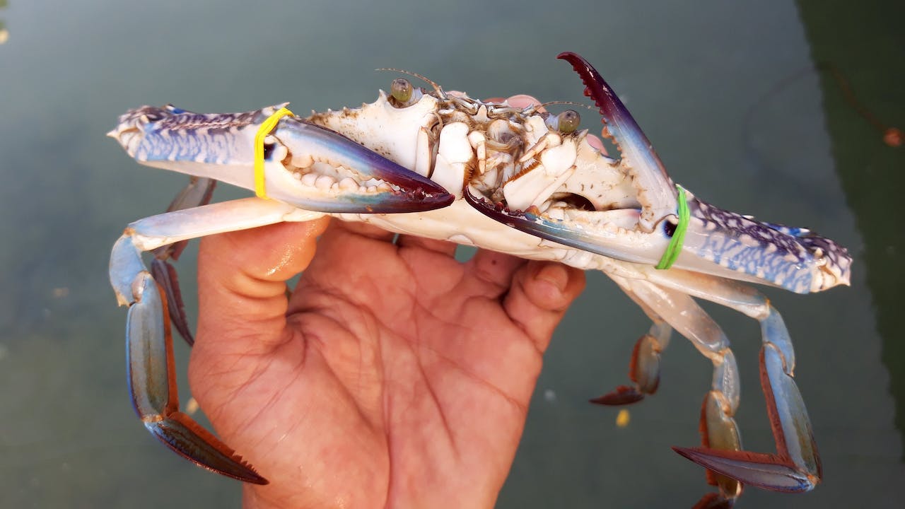 Perth Crabbing Spots