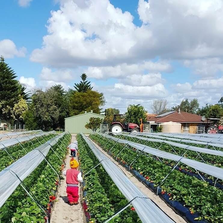 Perth's Best Strawberry Picking, Kien's Strawberry Farm, Gnangara