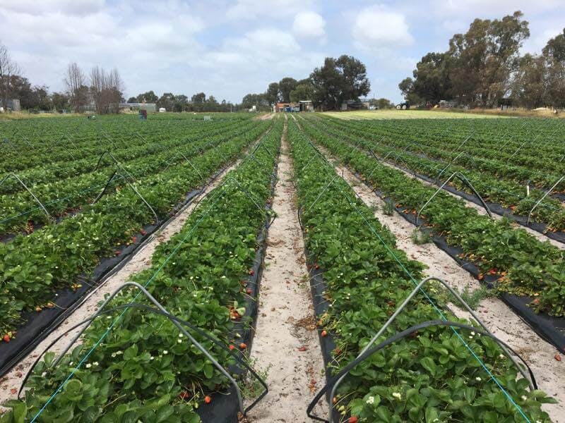 Perth's Best Strawberry Picking, Lena Strawberry Farm, Anketell