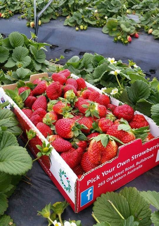 Perth's Best Strawberry Picking, Ti Farm, Bullsbrook