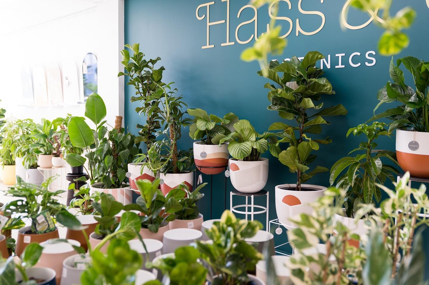 Hass And Co Indoor Plants Perth
