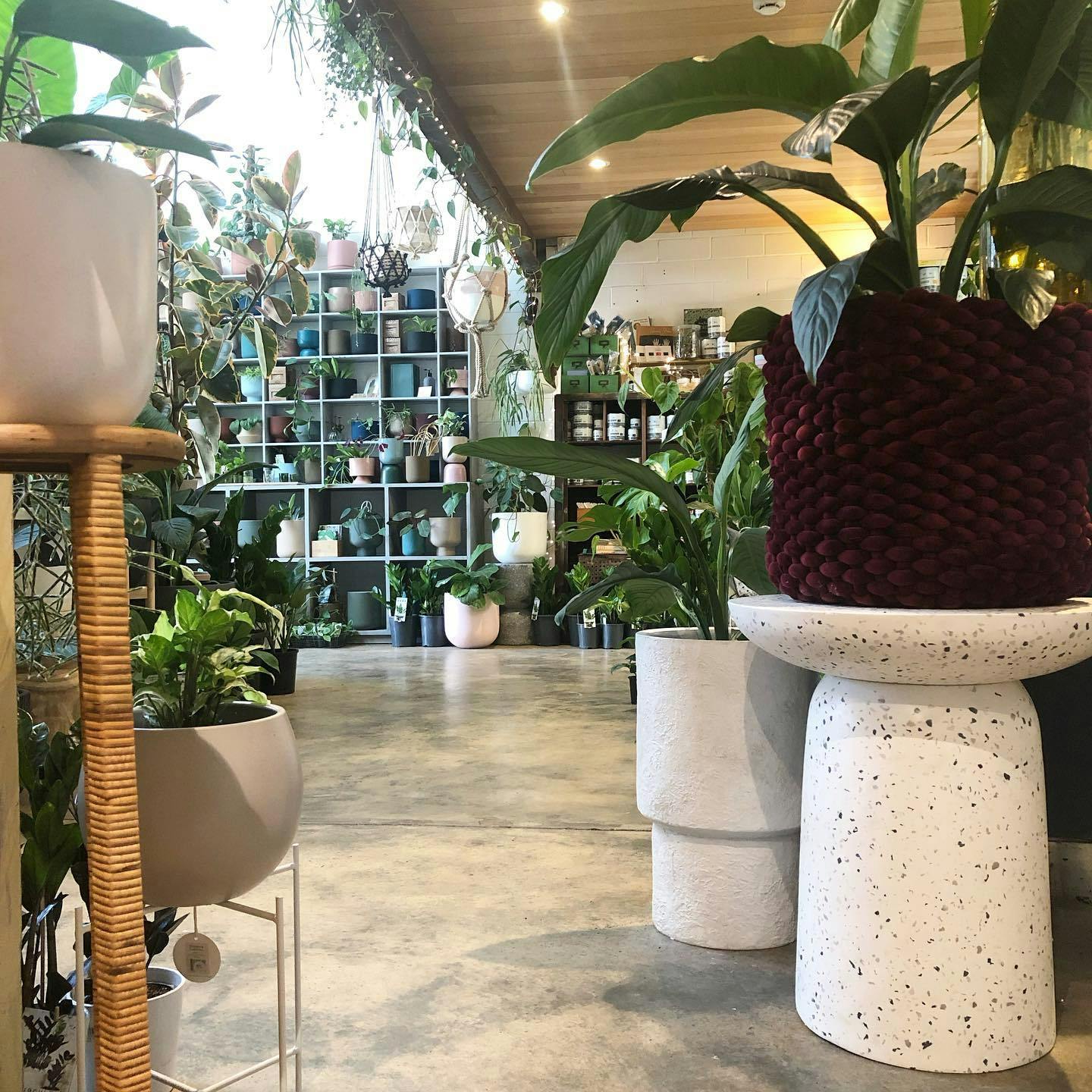 Little Leaf Co Indoor Plants Perth