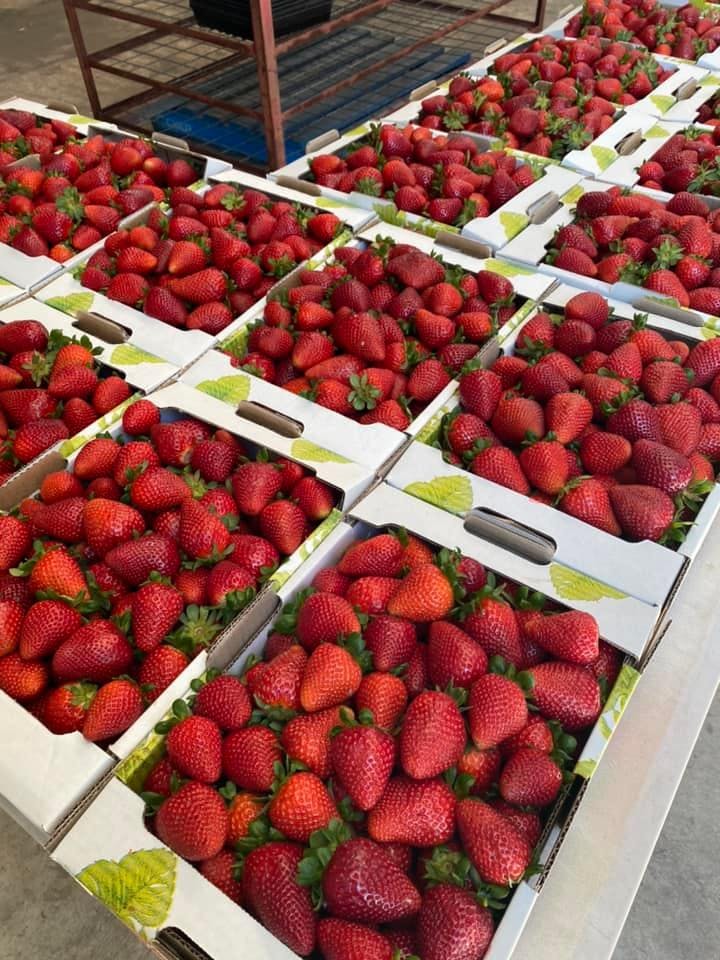 Pick Your Own Strawberries Perth, H&N Strawberries, Gnangara