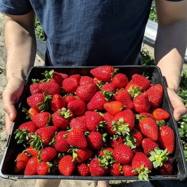 Perth's Best Strawberry Picking, Hoang Le's Strawberries, Wanneroo