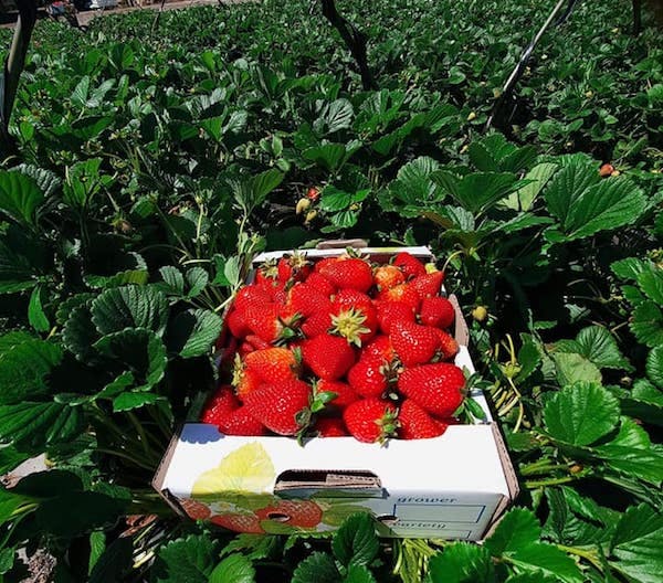 Perth's Best Strawberry Picking, My Strawberry Farm, Gnangara