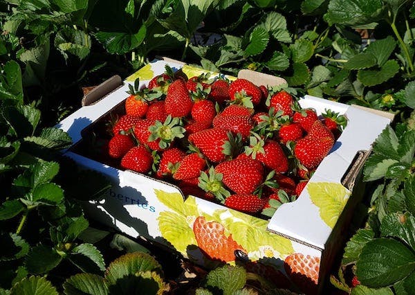 Perth's Best Strawberry Picking, Sue and Tim's Fresh Farms, Wanneroo