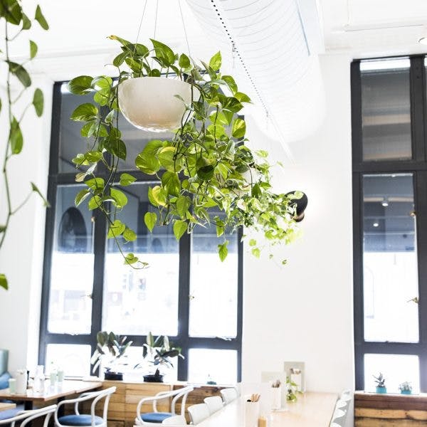 Plant-filled Cafes in Perth, Tiisch, Perth