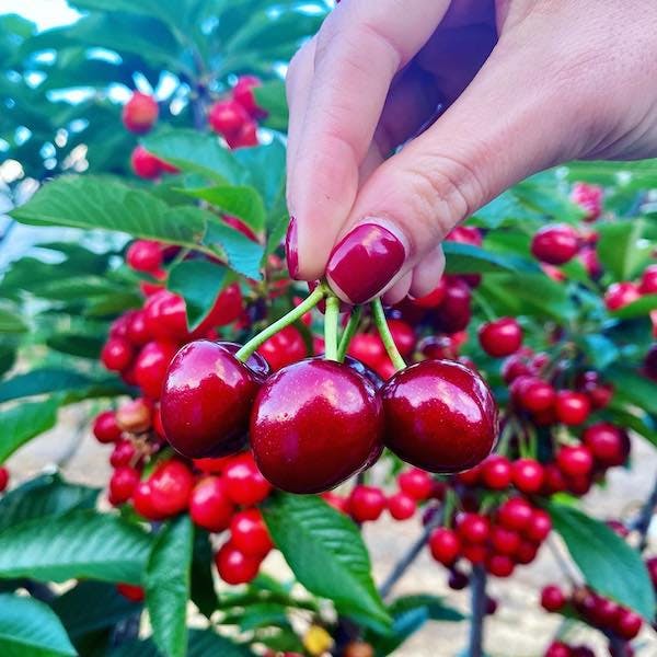 Where To Pick Your Own Fruit In Perth, Carmel Cherry Farm