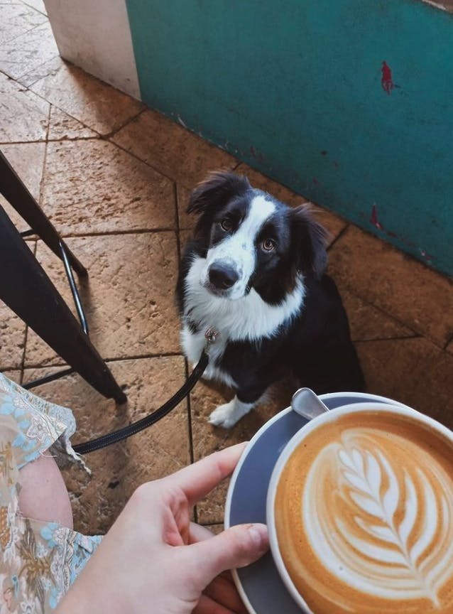Perth's Best Dog Friendly Cafes, Duck Duck Bruce, Fremantle