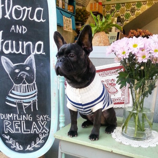 Perth's Best Dog Friendly Cafes, Flora and Fauna, Northbridge
