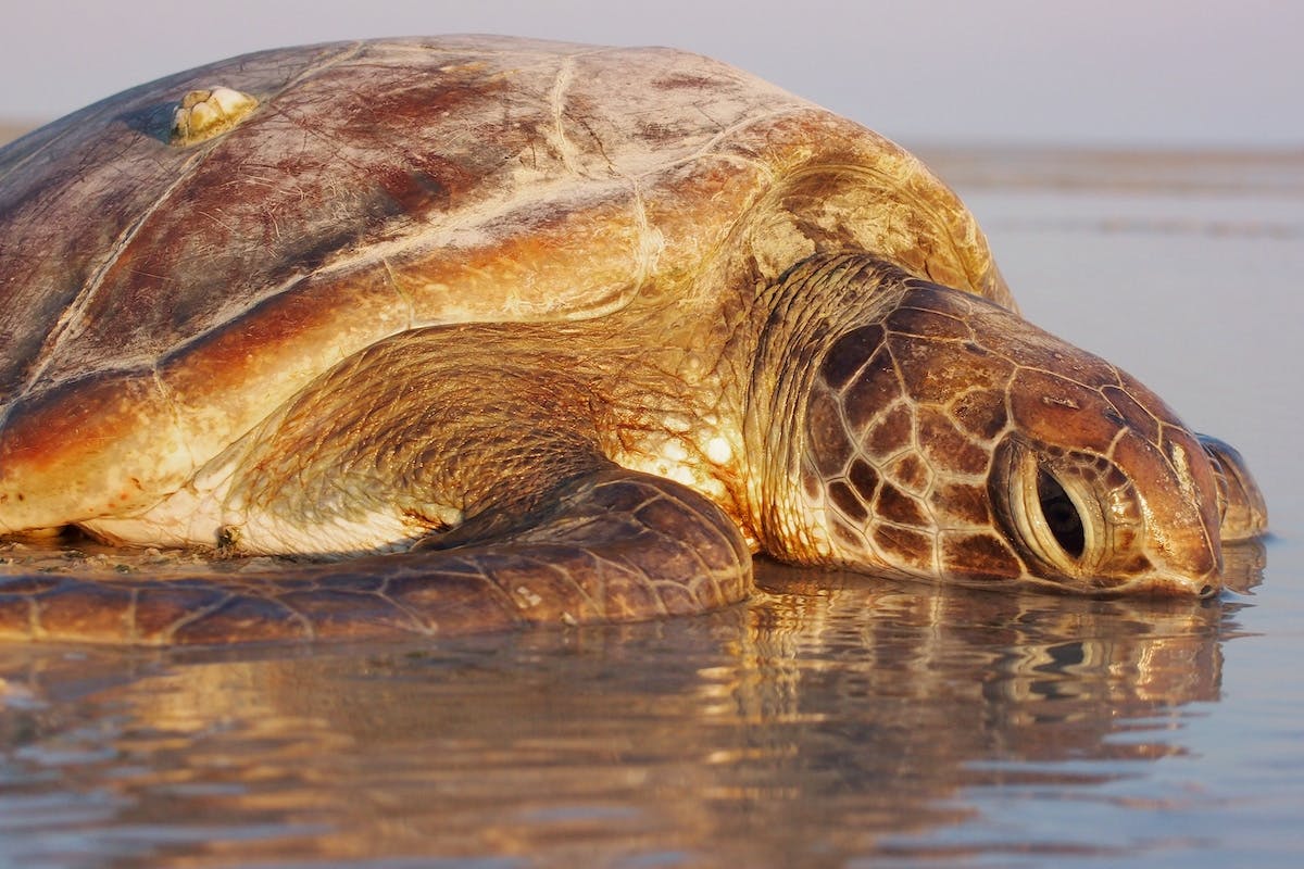 Cable Beach Turtle Nesting Season