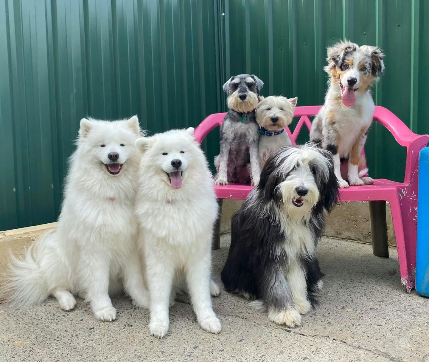 Perth's Best Doggy Daycare, Canine Cuddles, Osborne Park, Balcatta