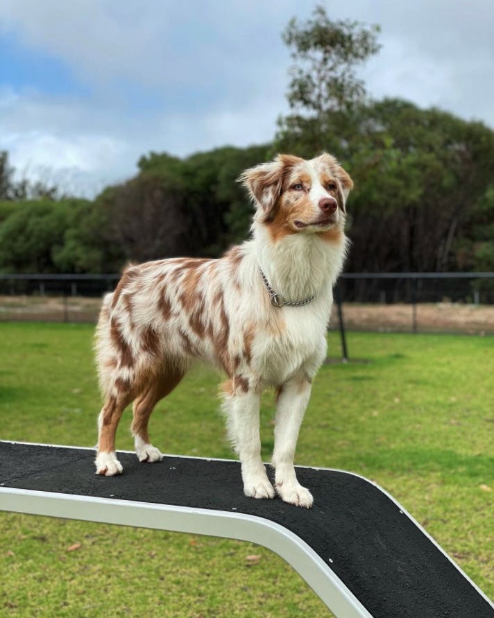 Perth's Best Dog Parks, Annie's Landing, Ellenbrook