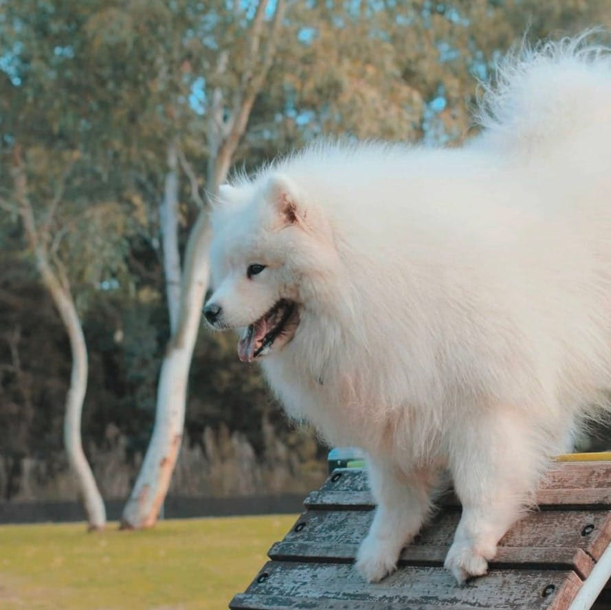 Perth's Best Dog Parks, Aveley Dog Adventure Park