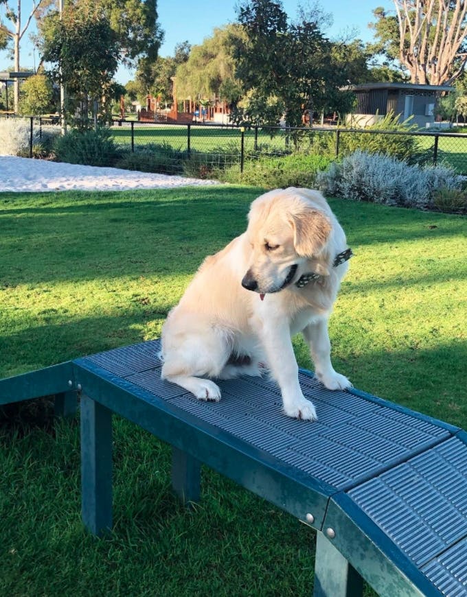 Perth's Best Dog Parks, Koolbardi Dog Park, Carlisle
