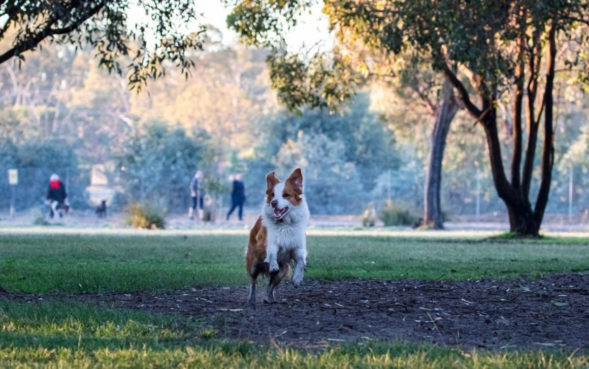 Perth's Best Dog Parks, Whiteman Park 