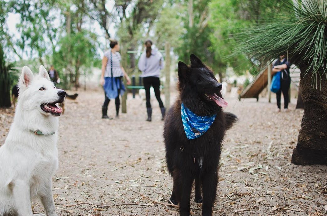 Perth's Best Dog Parks, Yarra Vista, Jandakot