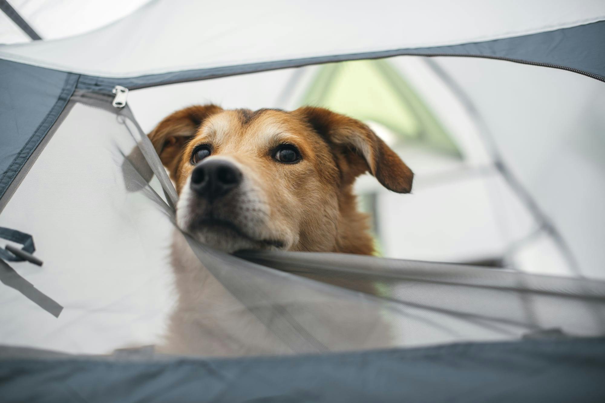 Dog Friendly Camping Perth