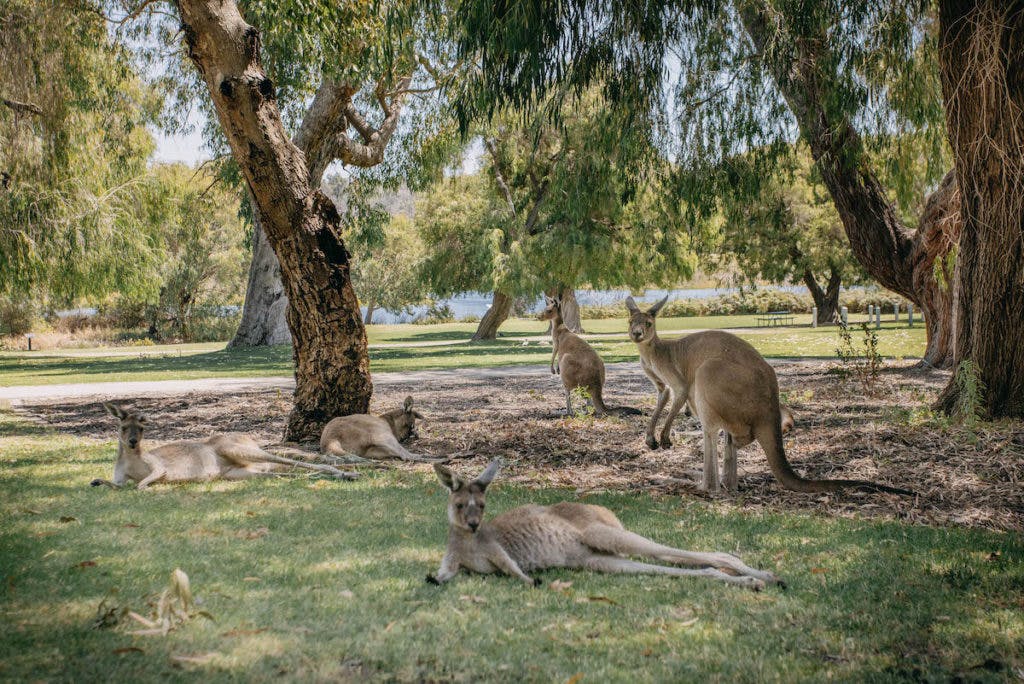 Kangaroos At Yanchep National Park
