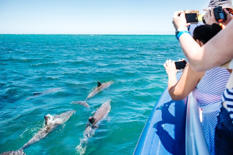 Dolphin Cruise Rockingham