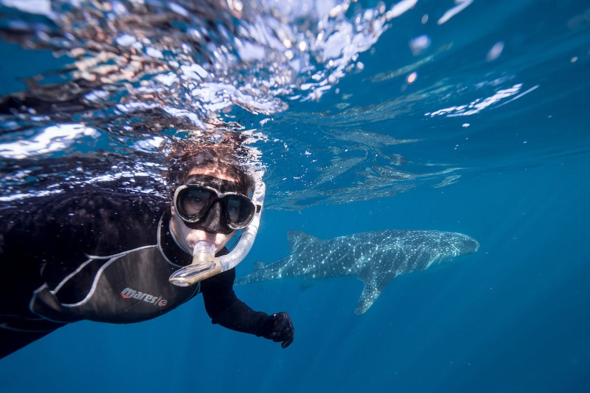 Whale Shark Swimming, Ningaloo Reef