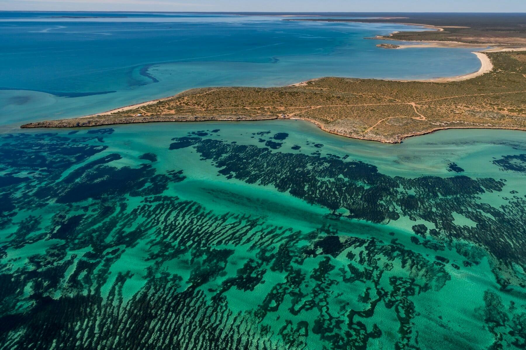 Shark Bay's vast sea grass fields are the largest plant on earth