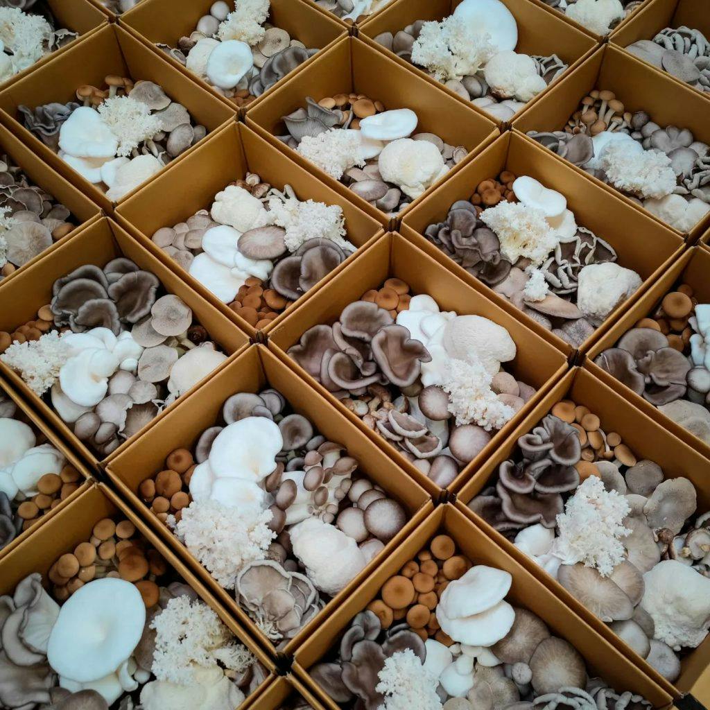 The Mushroom Guys Perth