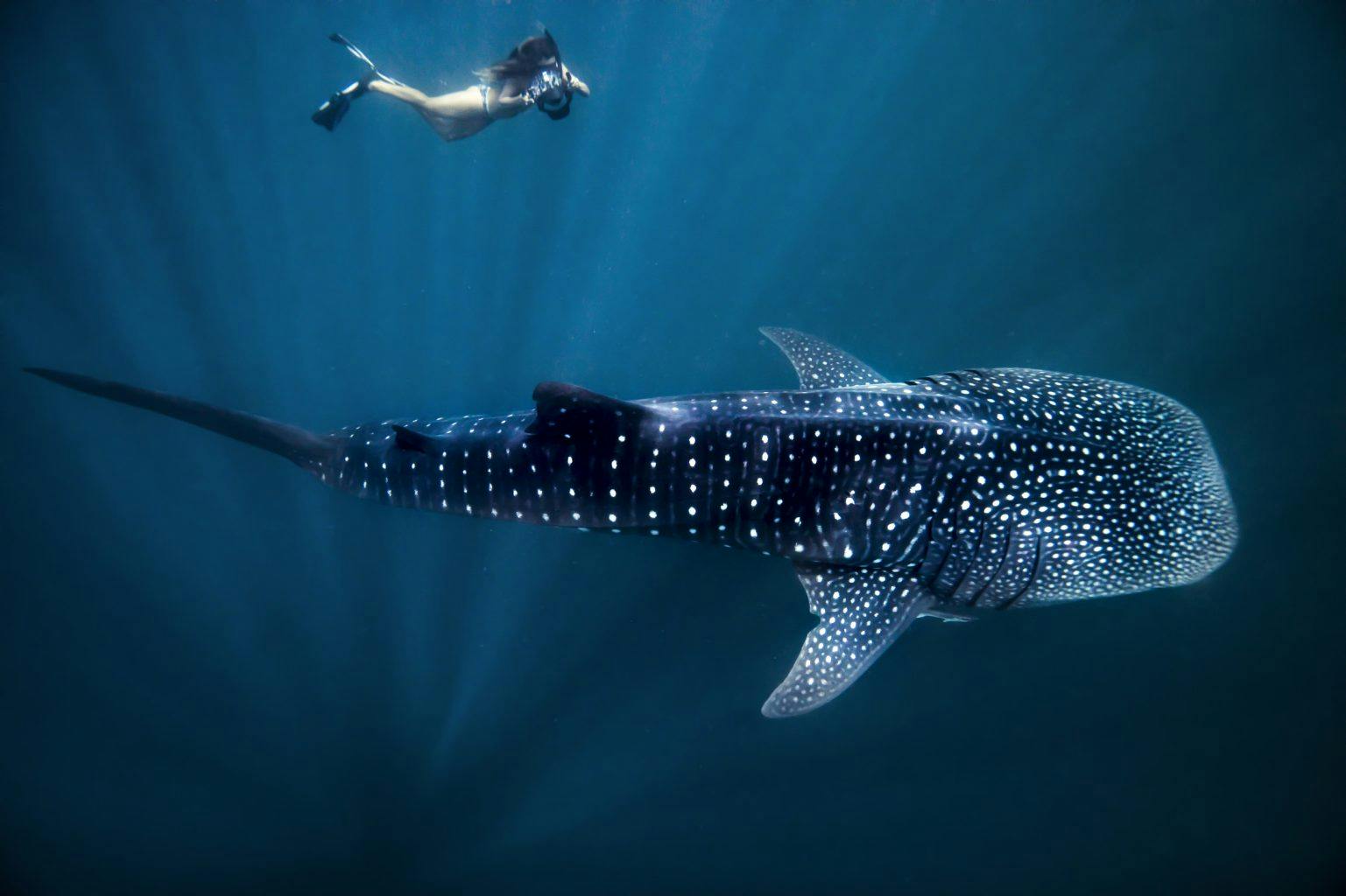 Whale Shark Ningaloo