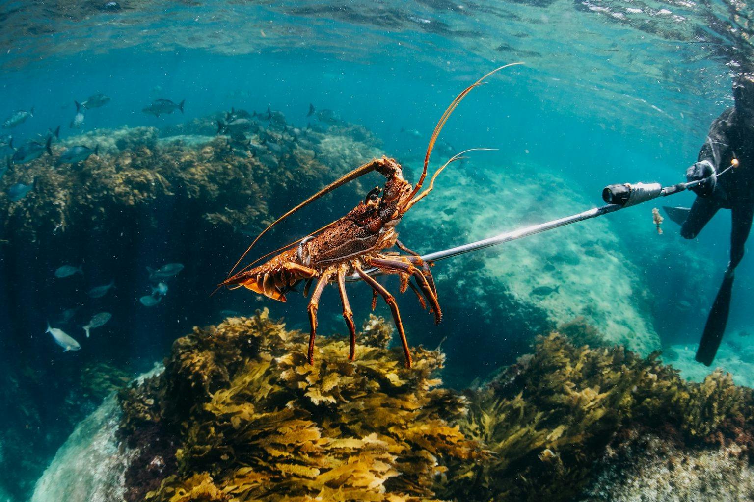 Rottnest Island Crayfish
