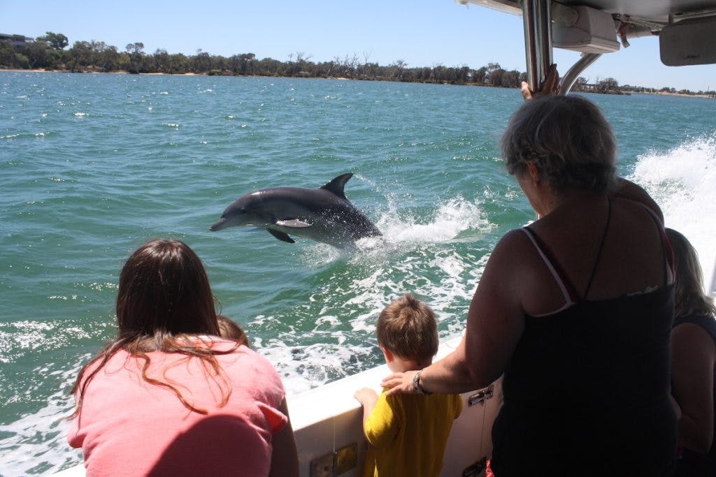 Dolphin Cruise Mandurah