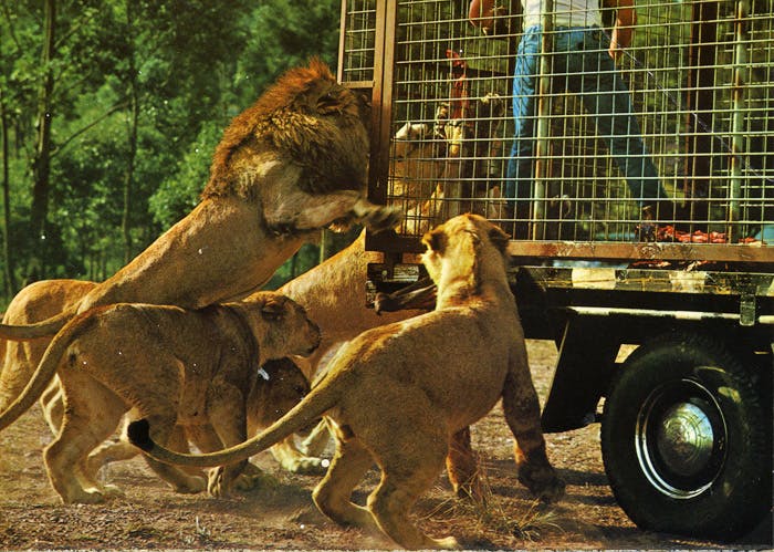 Bullen's African Lion Safari Park Wanneroo Perth